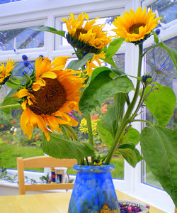 Sunflowers in the Conservatory, Kites' Nest cottage
